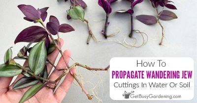 How To Propagate Wandering Jew (Tradescantia) In Water Or Soil - getbusygardening.com