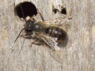 All About Mason Bees – What Gardeners Need To Know - gardeningknowhow.com - Usa