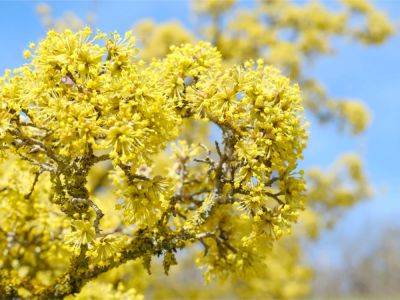 Top 5 Drought Tolerant Flowering Trees For Low-Water Landscapes - gardeningknowhow.com - Japan