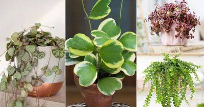 10 Beautiful Heart Shaped Succulents - balconygardenweb.com