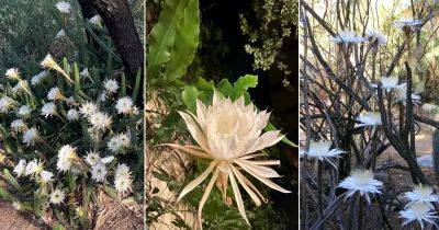 How to Get Night Blooming Cereus to Bloom | Night Blooming Cactus Flower | - balconygardenweb.com