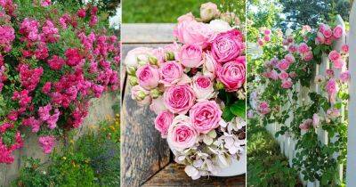 Pink Roses Meaning and Information - balconygardenweb.com