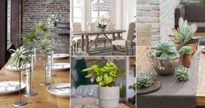 16 Best Indoor Plants for Dining Room - balconygardenweb.com