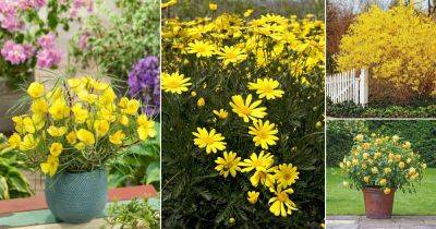 26 Best Gold Flowers | Golden Flowers - balconygardenweb.com - India