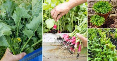 15 Vegetables You Can Plant in August and Harvest in September - balconygardenweb.com - France