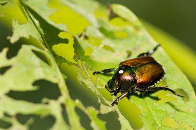 Swift Intervention By Western States Is Keeping a Devastating Beetle at Bay - modernfarmer.com - Usa - Japan - Washington - state Washington - state California - state Oregon