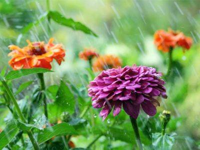 Tips For Watering Zinnias – How Often To Water Zinnias - gardeningknowhow.com