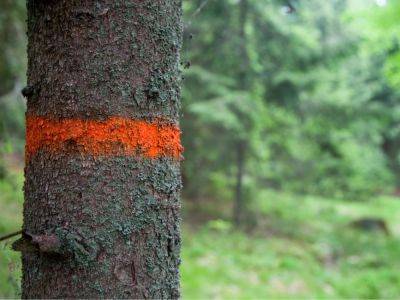 Meanings Behind Tree Markings – What Paint On Trees Means - gardeningknowhow.com