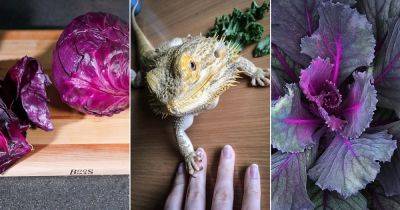 Can Bearded Dragons Eat Purple Cabbage? Find Out! - balconygardenweb.com