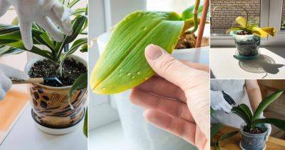 Orchid Leaves Turning Yellow? Follow these Tips to Save Them - balconygardenweb.com