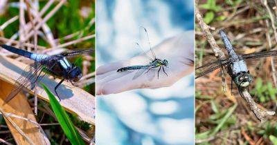 Blue Dragonfly Meaning and Symbolism - balconygardenweb.com - Usa