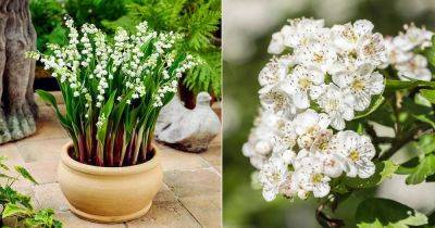 3 Beautiful May Birth Month Flowers Information and Meaning - balconygardenweb.com