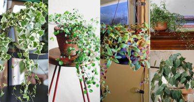 21 Stunning Indoor Vines for Room Decor Ideas from Instagram - balconygardenweb.com