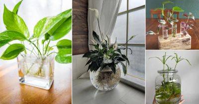 20 Plants You Can Grow in Your Indoor Water Garden - balconygardenweb.com