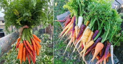 When to Plant Carrots in Georgia - balconygardenweb.com - Georgia