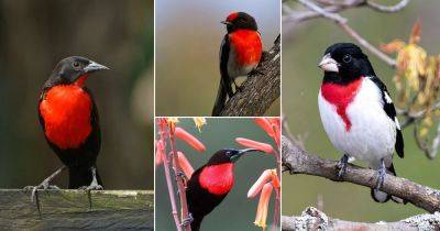 33 Birds with Red Chest | Red Breasted Birds - balconygardenweb.com - Usa