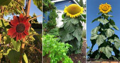 14 Giant Sunflower Varieties for the Garden - balconygardenweb.com - Usa - Russia