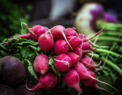 What I Sow in My Vegetable Garden in August - treehugger.com - county Garden