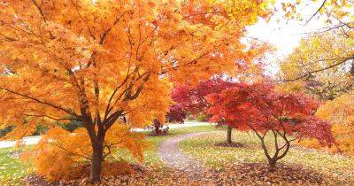 21 of the Best Trees for Yellow Fall Color - gardenerspath.com - Usa