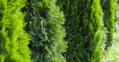 Your gardening questions answered: What should I replace my overgrown thuja with? - irishtimes.com - Portugal