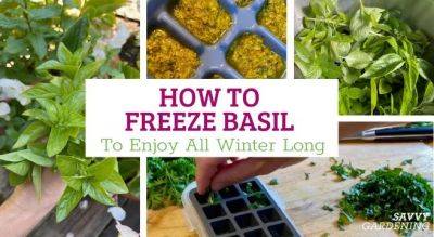 How to Freeze Basil: Preserve That Summer Flavor to Enjoy Later - savvygardening.com