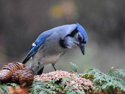 Native Birds Of New England And The Northeast Region - gardeningknowhow.com