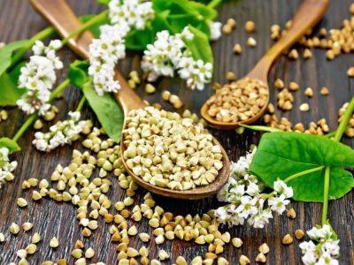 Harvesting Buckwheat In The Home Garden - gardeningknowhow.com