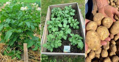 Kennebec Potatoes Growing Tips and Facts - balconygardenweb.com - Usa - state Maine