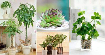 17 Lucky Plants and Flowers for Fortune - balconygardenweb.com - India