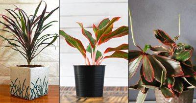 22 Pretty Houseplants with Red and Green Leaves - balconygardenweb.com - Thailand