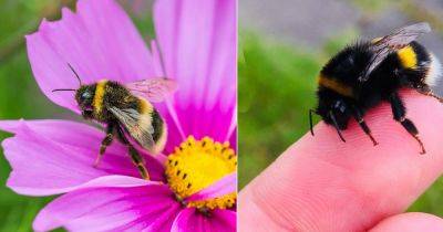 Spiritual Meaning of a Bumblebee - balconygardenweb.com - Usa - Greece