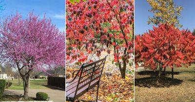8 Stunning Trees with Pink Leaves - balconygardenweb.com - China - Japan - state Florida