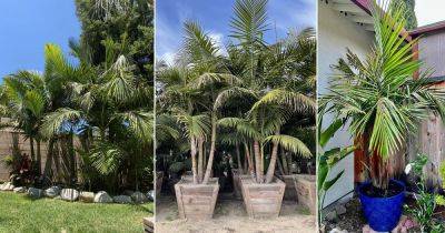 King Palm Tree Care and Best Varieties - balconygardenweb.com - Australia