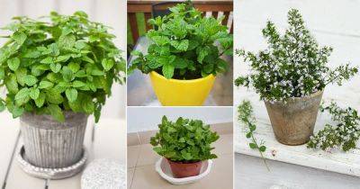 27 Types of Mints You Should Grow At Least Once | Best Mint Varieties - balconygardenweb.com - Vietnam