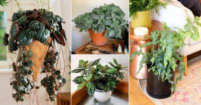 22 Cold Tolerant Indoor Plants | Houseplants for Cold Rooms - balconygardenweb.com - South Africa