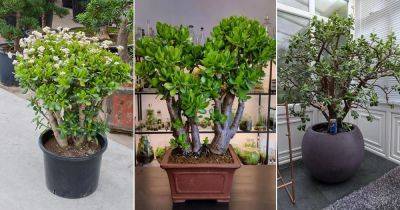 How to Get a Big and Bushy Jade Plant | Jade Plant Growing Tips - balconygardenweb.com