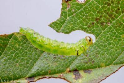 Be On the Lookout for The Elm Zigzag Sawfly! - hgic.clemson.edu - Usa - China - Britain - state Pennsylvania - state Maryland - state Virginia - state North Carolina - state South Carolina - state New York