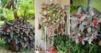 Episcia Cupreata Care and Growing Guide - balconygardenweb.com