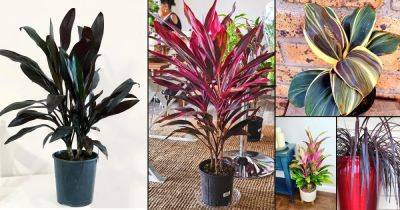19 Beautiful Indoor Cordyline Varieties | Ti Plant Types - balconygardenweb.com - state Florida