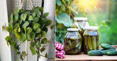 Is Pickle Juice Good for Plants | 7 Pickle Juice Uses for Garden - balconygardenweb.com