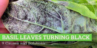 Basil Leaves Turning Black or Brown? 9 Causes and Solutions - savvygardening.com