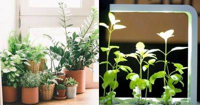 Best Light Hacks for Indoor Plant Growers - balconygardenweb.com