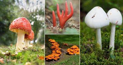 16 Most Toxic Mushrooms Found Easily in Garden - balconygardenweb.com - county Garden