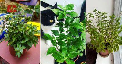 Cat Whiskers Plant Growing Information - balconygardenweb.com