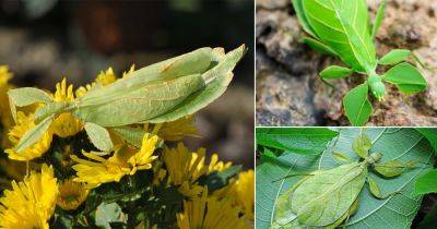 What Do Leaf Bugs Eat? Find Out! - balconygardenweb.com - Australia - Philippines