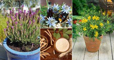11 Best Medicinal Herbs You Must Have in Your Plant Collection - balconygardenweb.com