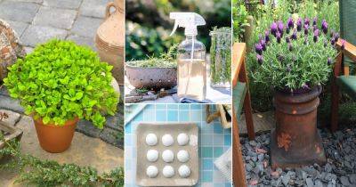 12 DIY Herb Cleaner Recipes that are Safe and Natural - balconygardenweb.com