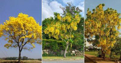 30 Beautiful Trees with Yellow Flowers - balconygardenweb.com - China - Brazil - Bolivia