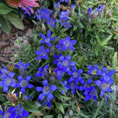 Summer in Indiana - finegardening.com - state Indiana