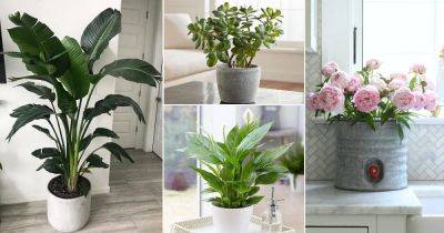21 Vastu Plants for Home for Health, Harmony & Wealth - balconygardenweb.com - India